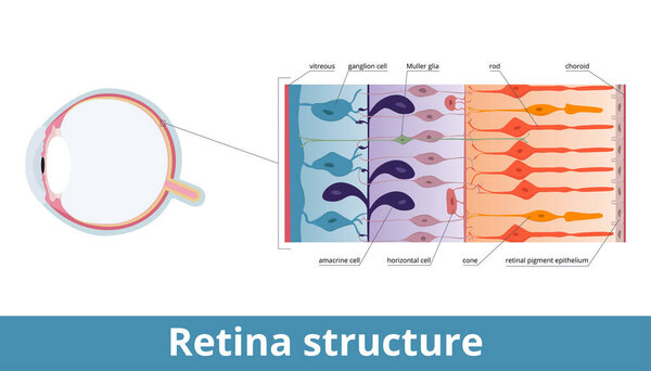 Retina structure. Retina cell organization including rods and cones, horizontal cells, retinal pigment epithelium, Muller and ganglion cell. Retina histology (human eye).