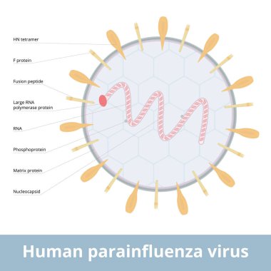 İnsan parainfluenza virüsü. İnsan parainfluenza 'sına neden olan virüsler. Hem insan hem de veteriner hastalıklarıyla ilişkili dört farklı tek iplikli RNA virüsü grubu..