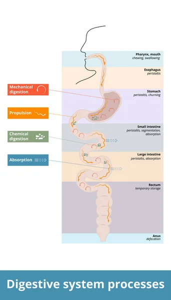 Procesos Del Sistema Digestivo Distribución General Las Actividades Digestión Ingestión — Vector de stock