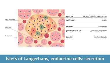 Langerhans 'ın Islets' i, endokrin hücreleri: salgı. Adaların endokrin hücreleri (alfa, beta, delta, PP veya gama, epsilon) ve salgılama fonksiyonları: glukagon, insülin ve amilin, somatostatin, ghrelin, pankreas polipeptit.