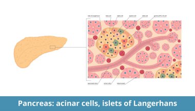 Islets of Langerhans. Pancreatic islets contain endocrine cells: alpha, beta, delta, PP or gamma, epsilon cells. Pancreas histology (tissue) with islets and acinar cells. clipart