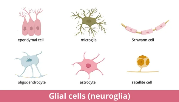 Células Gliales Neuroglía Seis Tipos Gliocitos Sistema Nervioso Central Periférico — Vector de stock