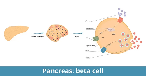 Pancreas Cellule Beta Cellule Sono Tipo Cellula Presente Nelle Isole — Vettoriale Stock