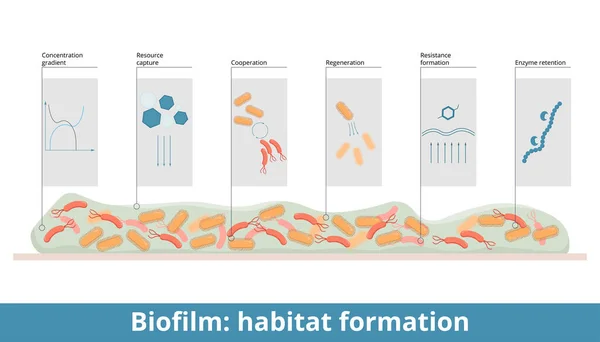 生物膜 生境形成 过程包括抗药性和耐受性 细菌再生和合作 资源捕获 酶吸收和梯度定位 — 图库矢量图片