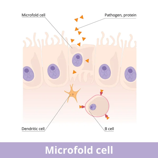 Celda Microfold Encuentra Tejido Linfoide Galt Los Parches Peyer Intestino — Vector de stock