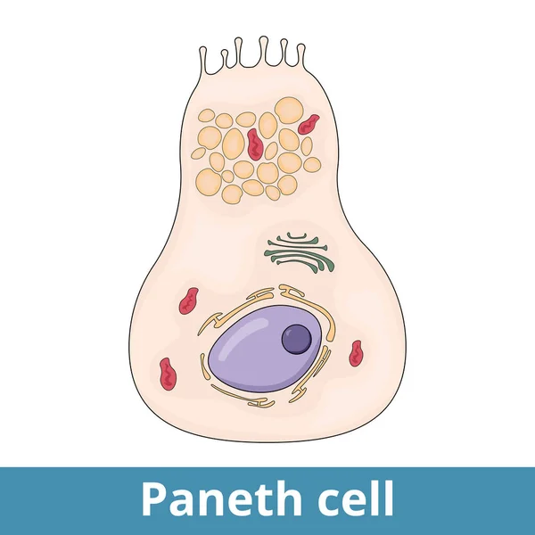 Cellula Paneth Cellule Dell Epitelio Dell Intestino Tenue Secernono Composti — Vettoriale Stock