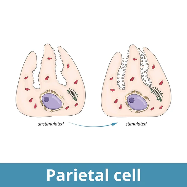パリタル 胃の中に位置する塩酸と内在因子を分泌する胃の上皮細胞は 胃の真菌と体の領域の裏地にあります — ストックベクタ