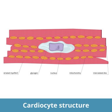 Cardiocyte structure. Heart muscle cells and their elements include striated myofibril, glycogen, nucleus, and mitochondria. Intercalated disks as an adjacent part of them. clipart
