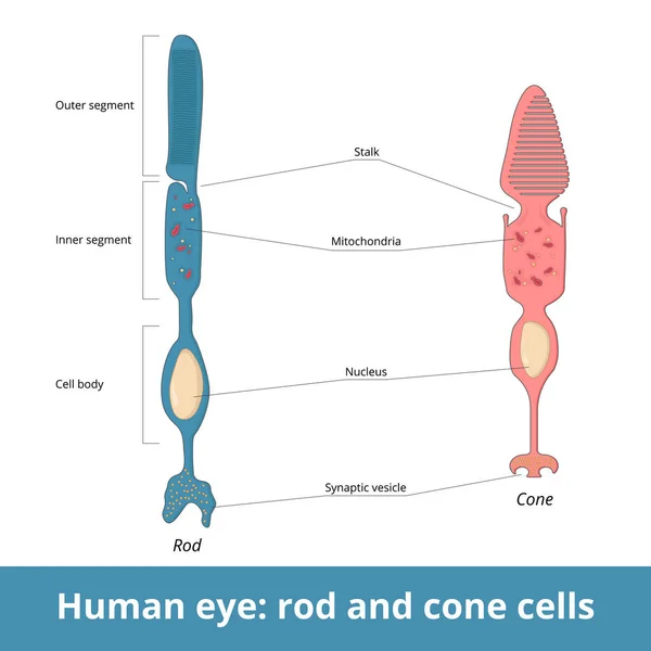 Ojo Humano Montado Cono Estructura Celular Biológica Incluye Diferenciación Segmentos — Vector de stock