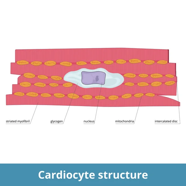Kardiocytstruktur Hjärtmuskelceller Och Deras Beståndsdelar Inkluderar Strimmiga Myofibril Glykogen Kärna — Stock vektor