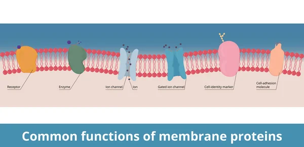 膜タンパク質の一般的な機能 受容体 ゲードイオンチャネル 細胞アイデンティティマーカー 細胞接着分子 化学メッセンジャーの故障とイオン輸送 — ストックベクタ