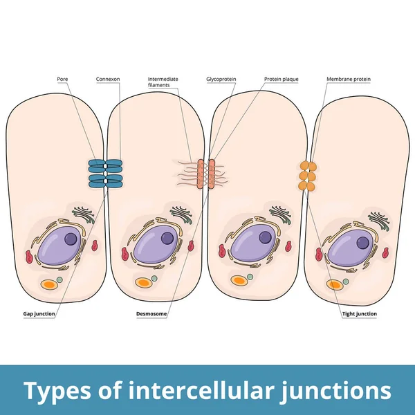 Tipos Uniones Intercelulares Unión Brecha Poro Conector Desmosoma Filamentos Glicoproteína — Archivo Imágenes Vectoriales