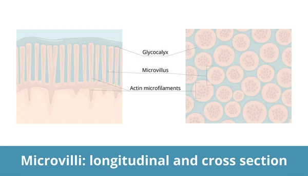 Microvellosidades Longitudinales Sección Transversal Extensión Membrana Plasmática Aumenta Área Superficial — Archivo Imágenes Vectoriales