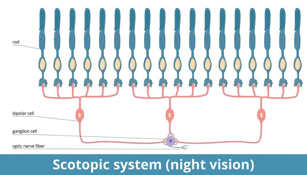 Σκοτσέζικο Σύστημα Νυχτερινή Όραση Ρόδες Συνδέονται Ένα Διπολικό Κύτταρο Αυτά — Διανυσματικό Αρχείο