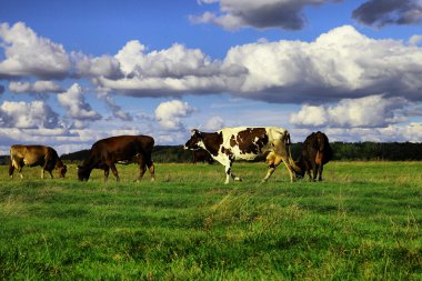 mera üzerinde ineklerin
