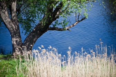 güzel yaz manzara nehir yakınında
