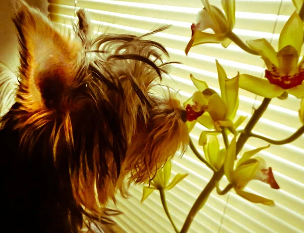 Hintergrund mit Orchideenblume und Hund — Stockfoto