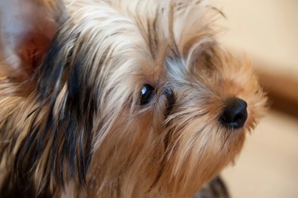 Chiot Terrier pour une promenade, regard de chien — Photo