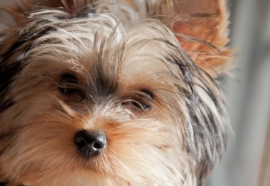 Terrier köpek için a yürümek, köpek bakmak