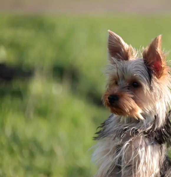 Chiot Terrier pour une promenade, regard de chien — Photo