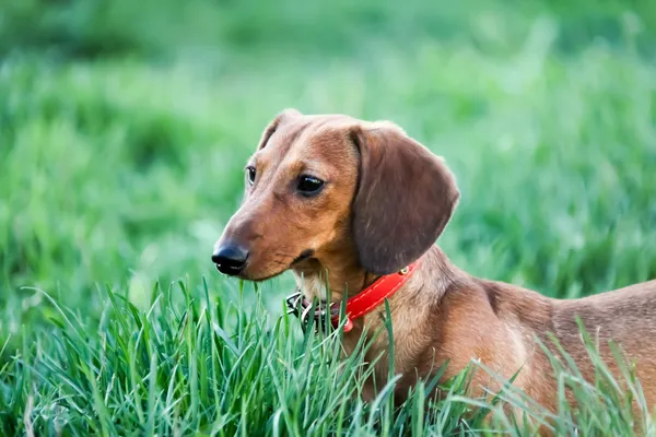 Chiot de teckel marche dans l'herbe verte — Photo