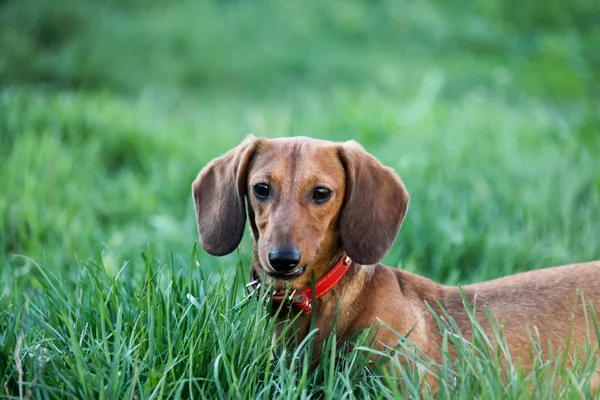 Chiot de teckel marche dans l'herbe verte — Photo