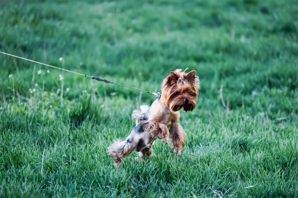 Dachshund puppy walks in green grass Royalty Free Stock Images