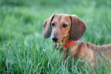 Dachshund Köpek yeşil çim yürür