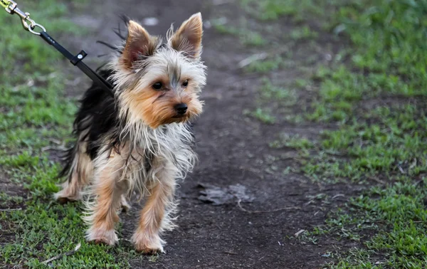 Chiot Terrier pour une promenade, regard de chien — Photo