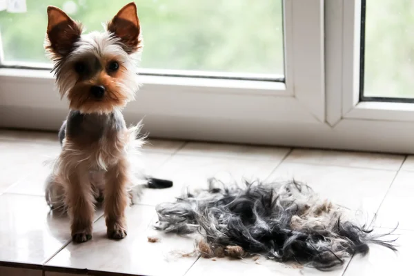 Chiot Terrier pour une promenade, regard de chien — Photo