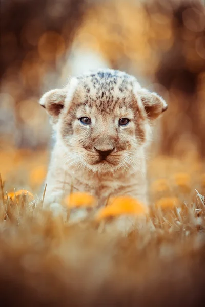 African lion's whelp sitting in the grass — Stock Photo, Image