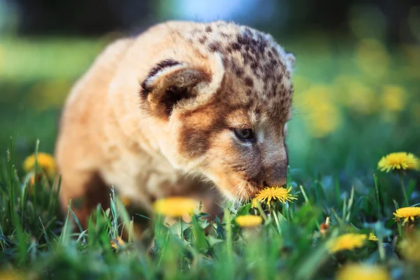 African lion's whelp smelling flower — Stock Photo, Image