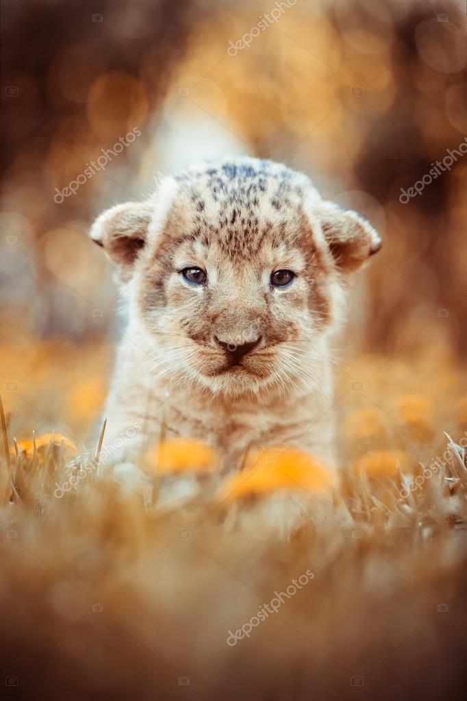 African lion's whelp sitting in the grass — Stock Photo © VasPakulov