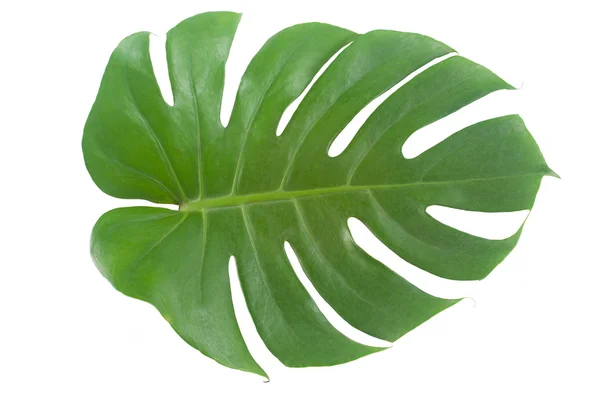 Leaf — Stock Photo, Image