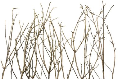 Branches Background clipart