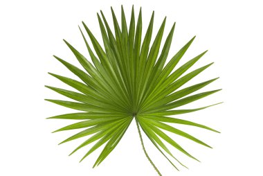 Palm Leaf clipart