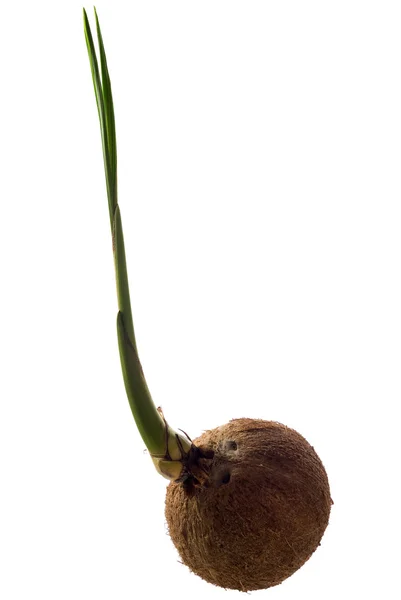 Coconut — Stock Photo, Image