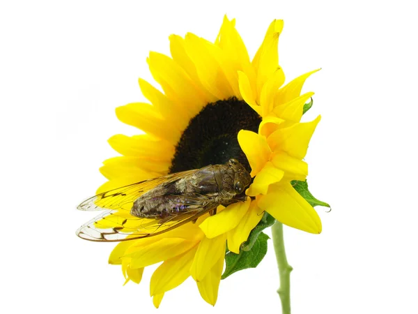 Cicada and Sunflower — Stock Photo, Image