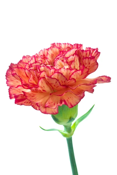 Carnations — Stock Photo, Image