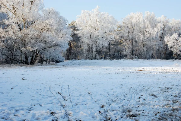 Paesaggio innevato — Foto Stock