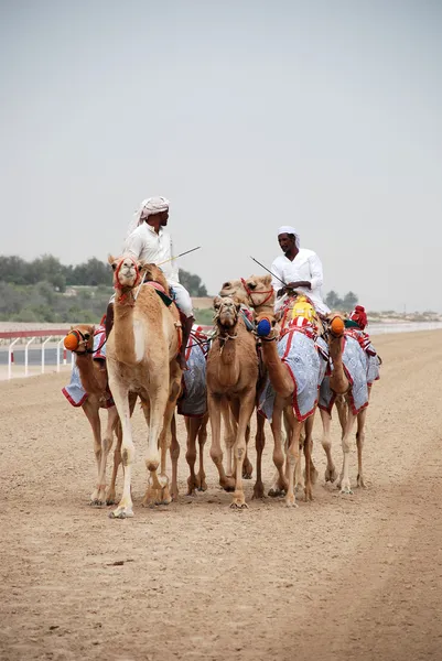 Camel racing — Stock Photo, Image