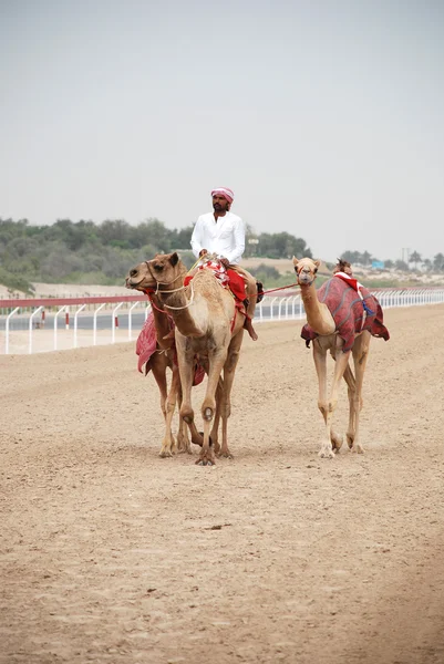 Camel racing — Stock Photo, Image