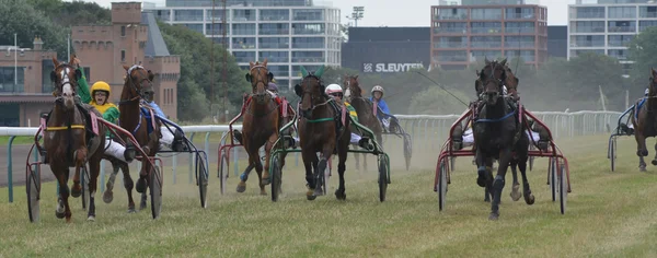 Course de chevaux — Photo