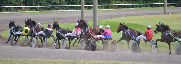 Course de chevaux — Photo