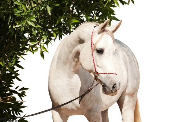 Bílý Arabský kůň — Stock fotografie