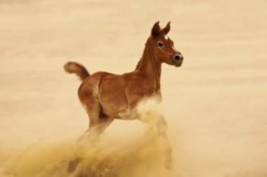 Çölde Arap bir tayı