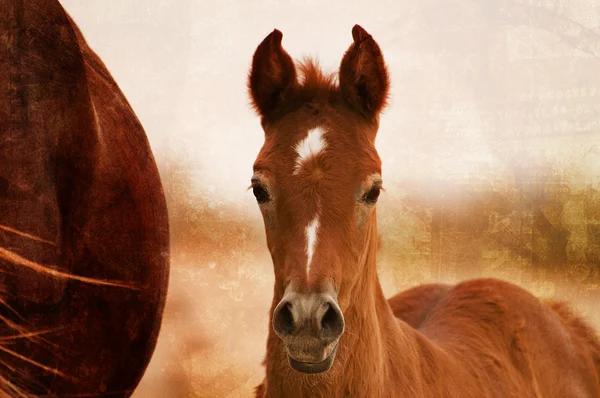 An Arabian foal in desert — Stock Photo, Image