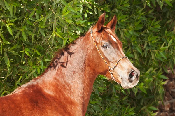 アラビアの種馬 — ストック写真