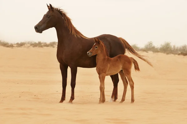 Caballos en el desierto —  Fotos de Stock