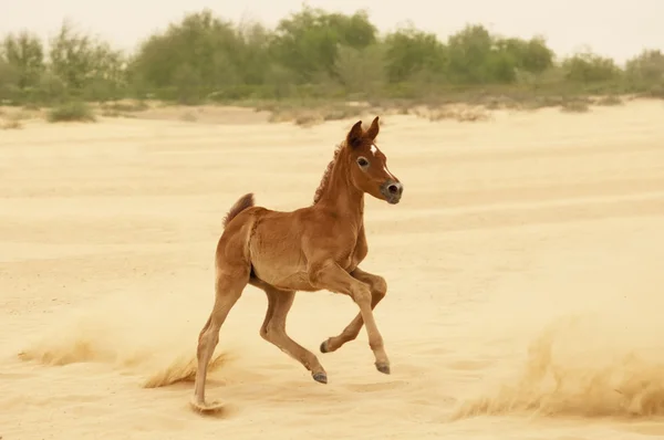 Un potro árabe en el desierto — Foto de Stock